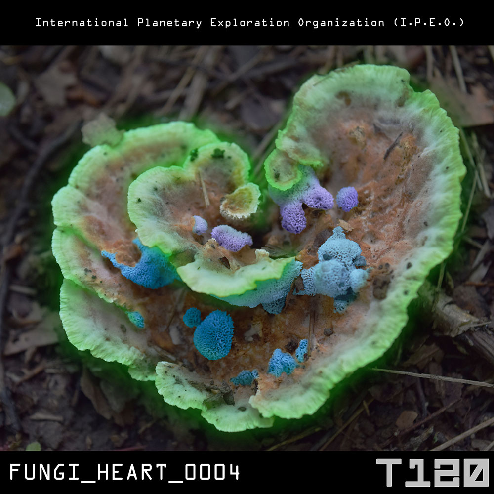 FUNGI_HEART_0004